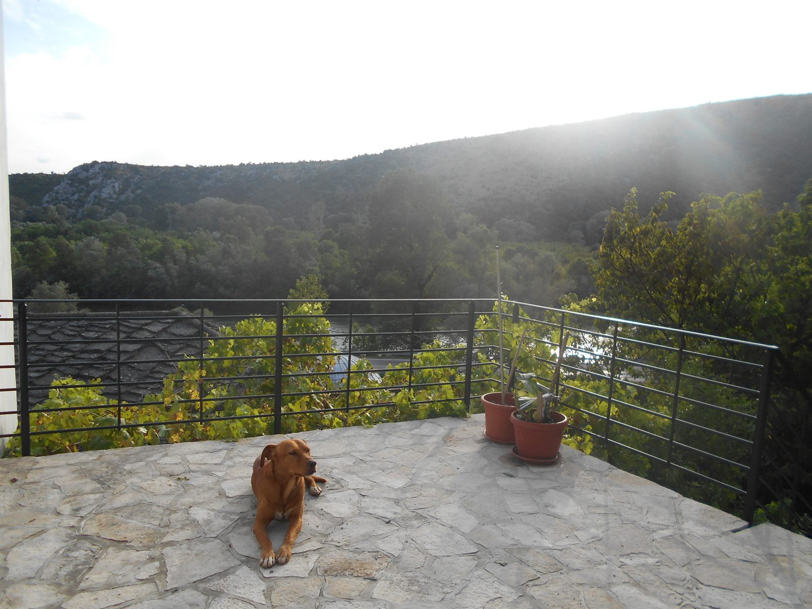 A dog resting on the terrace overlooking the hills around Počitelj